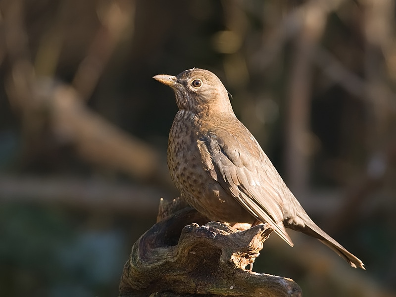 Turdus merula Merel Blackbird